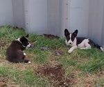 Small Photo #33 Border Collie-Pembroke Welsh Corgi Mix Puppy For Sale in CHILOQUIN, OR, USA