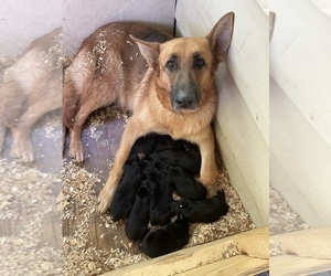 Mother of the German Shepherd Dog puppies born on 06/25/2022