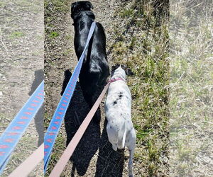 Jax (WA) - Male Rat Terrier Dog for Adoption - Photo #4