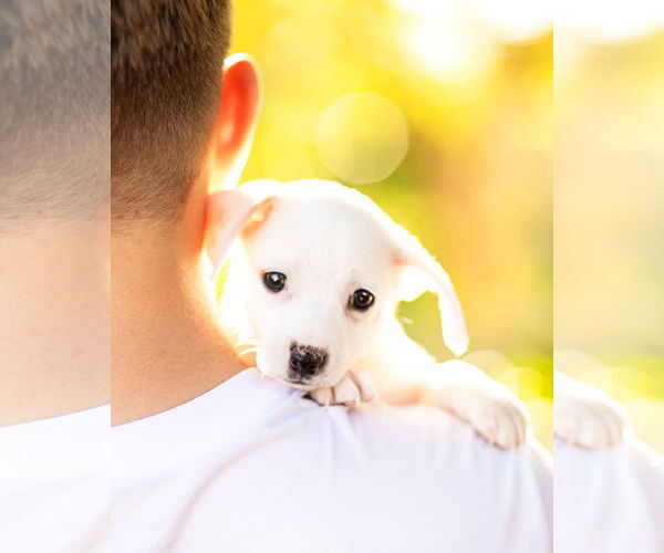 Medium Photo #4 Dachshund Puppy For Sale in Corona, CA, USA