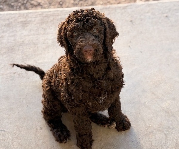 Medium Photo #10 Poodle (Standard) Puppy For Sale in APACHE JUNCTION, AZ, USA