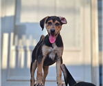Small #2 Catahoula Leopard Dog-Rottweiler Mix