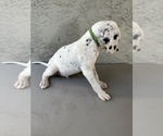 Small Photo #3 Dalmatian Puppy For Sale in MERCED, CA, USA