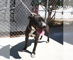 Small Photo #13 American Pit Bull Terrier-Labrador Retriever Mix Puppy For Sale in Apple Valley, CA, USA