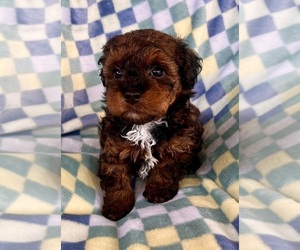 Poodle (Toy) Puppy for sale in Lexington, NC, USA