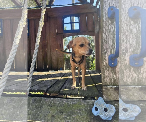 Medium Photo #4 Jack Chi Puppy For Sale in Princeton, MN, USA