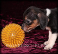 Small Photo #7 Beagle Puppy For Sale in COPPOCK, IA, USA