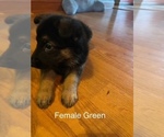 Small #11 German Shepherd Dog