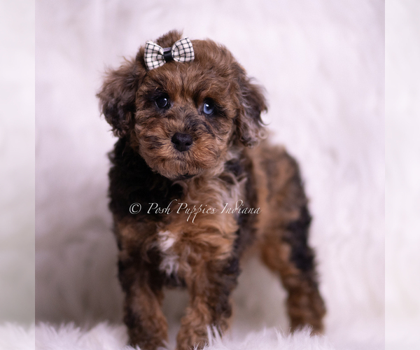 Medium Photo #2 Poodle (Toy) Puppy For Sale in WARSAW, IN, USA