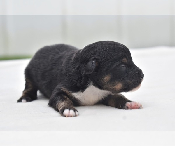 Medium Photo #2 Miniature Australian Shepherd Puppy For Sale in PALM COAST, FL, USA