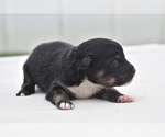Small #1 Miniature Australian Shepherd