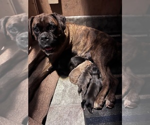 Boxer Puppy for sale in GLENWOOD, IN, USA