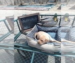 Small Photo #7 Labrador Retriever Puppy For Sale in RANDALL, MN, USA