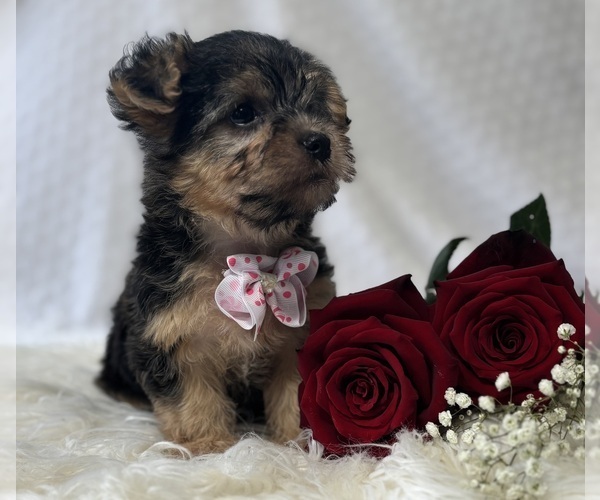 Medium Photo #8 Morkie Puppy For Sale in ROCK STREAM, NY, USA