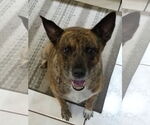 Small #1 Bulldog Mix