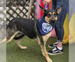 Small #3 German Shepherd Dog Mix