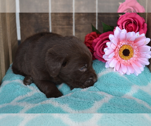 Medium Photo #19 Labrador Retriever Puppy For Sale in GREENWOOD, WI, USA