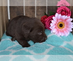 Small Photo #19 Labrador Retriever Puppy For Sale in GREENWOOD, WI, USA
