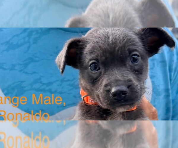 Medium Photo #2 Mutt Puppy For Sale in Imlay City, MI, USA