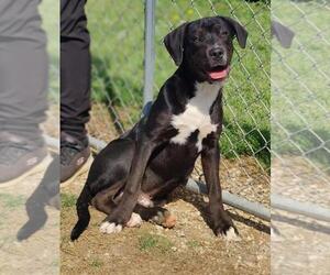 Catahoula Leopard Dog-Staffordshire Bull Terrier Mix Dogs for adoption in Talladega, AL, USA