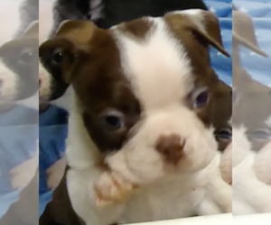 Boston Terrier Puppy for sale in CRKD RVR RNCH, OR, USA