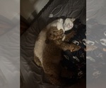 Small Photo #1 Poodle (Miniature) Puppy For Sale in INDIANAPOLIS, IN, USA