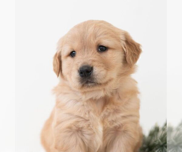 Medium Photo #1 Golden Retriever Puppy For Sale in NEWPORT, PA, USA