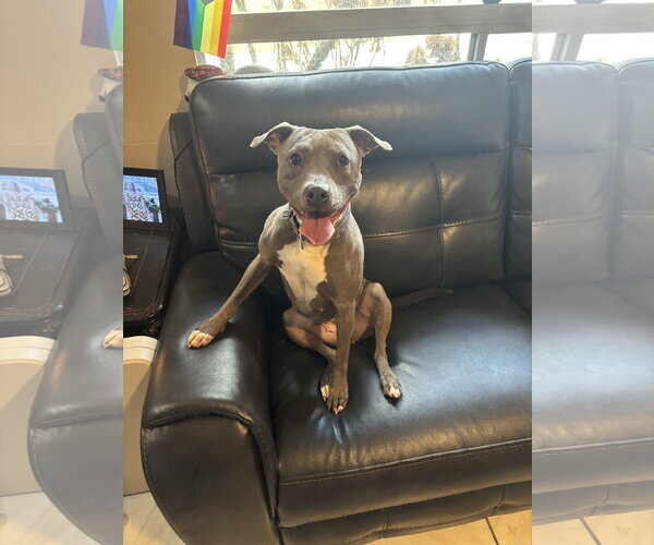 Medium Photo #1 Mutt Puppy For Sale in Orlando, FL, USA