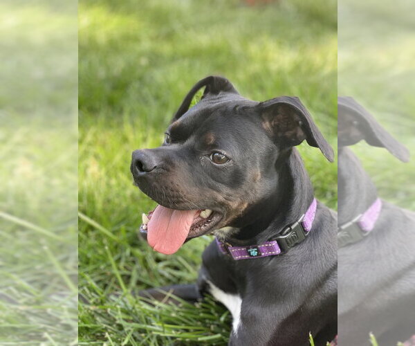 Medium Photo #1 Dalmatian-Unknown Mix Puppy For Sale in Evansville, IN, USA