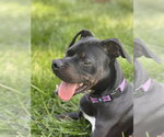 Small Dalmatian Mix