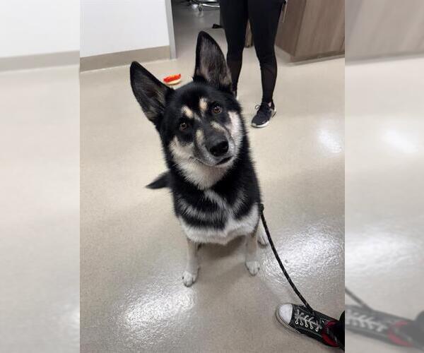 Medium Photo #1 Siberian Husky Puppy For Sale in Baytown, TX, USA