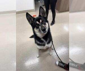 Siberian Husky Dogs for adoption in Baytown, TX, USA