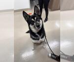 Small Siberian Husky