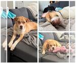 Small #1 American Staffordshire Terrier