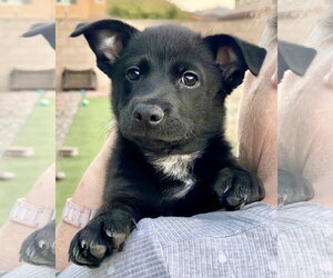 Mutt Dogs for adoption in Corona, CA, USA