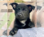 Small Mutt
