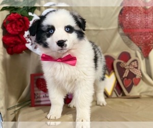 Australian Shepherd Puppy for sale in LANCASTER, PA, USA