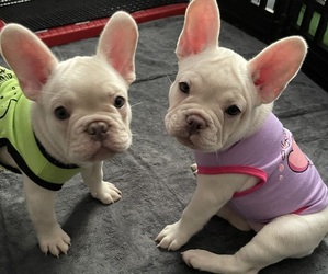 French Bulldog Puppy for Sale in SAN BERNARDINO, California USA