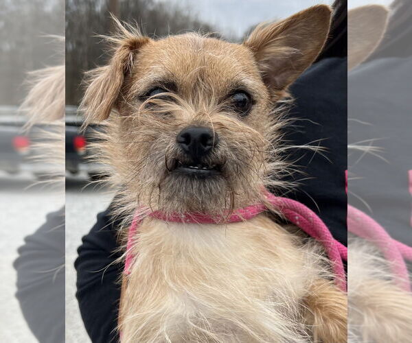 Medium Photo #3 Mutt Puppy For Sale in Evansville, IN, USA