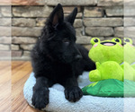 Small Photo #45 German Shepherd Dog Puppy For Sale in LENOIR, NC, USA