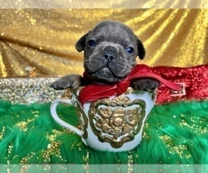 French Bulldog Puppy for sale in HAYWARD, CA, USA