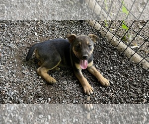 Mountain Feist Puppy for sale in IAEGER, WV, USA