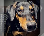 Small Photo #4 Doberman Pinscher-Unknown Mix Puppy For Sale in Buffalo, MN, USA