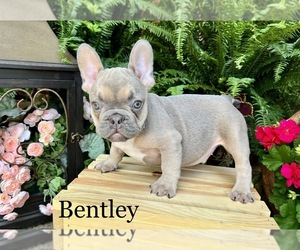 French Bulldog Puppy for sale in AVERY, TX, USA