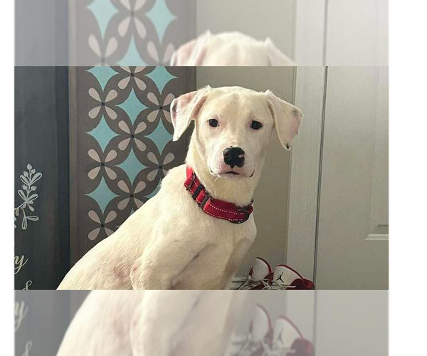 Medium Photo #7 American Pit Bull Terrier-Unknown Mix Puppy For Sale in New York, NY, USA
