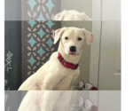 Small #6 American Pit Bull Terrier Mix