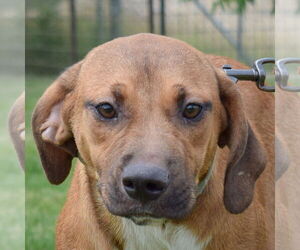 Boxer-German Shepherd Dog Mix Dogs for adoption in Huntley, IL, USA