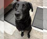 Glory - Female Labrador Retriever-Unknown Mix Dog for Adoption - Small photo