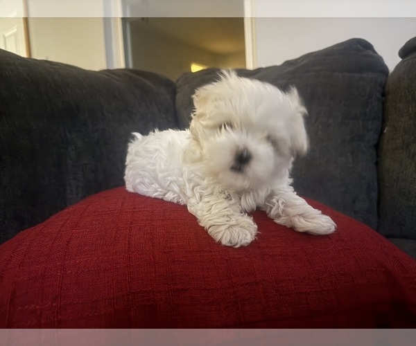 Medium Photo #1 Maltese Puppy For Sale in CHARLESTON, WV, USA