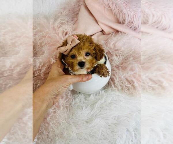Medium Photo #5 Poodle (Toy) Puppy For Sale in PEMBROKE PINES, FL, USA